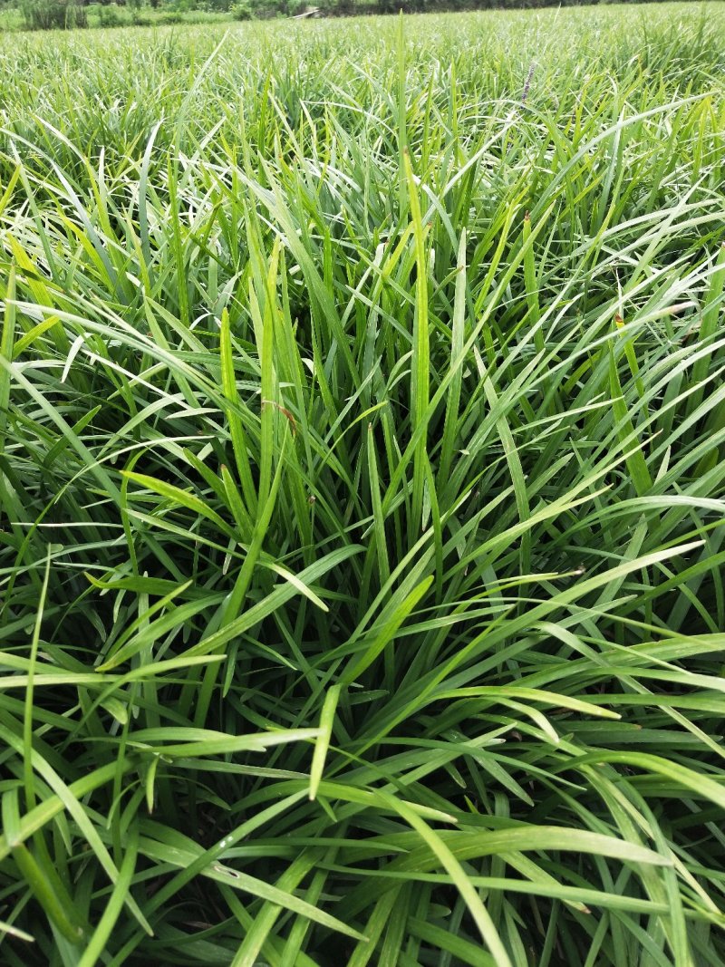 兰花三七草，精品兰花三七草基地直销，当天起苗当天发货