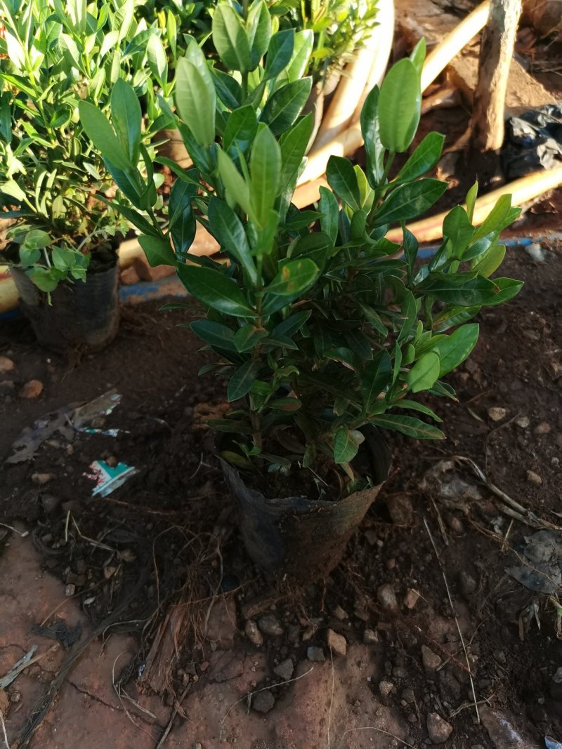 小叶龙船花