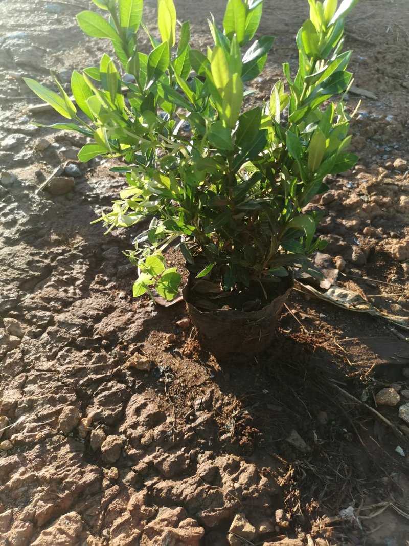 小叶龙船花