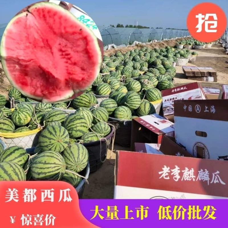 东台优质头茬8424.美都，特小凤，四k，即将上市欢迎订