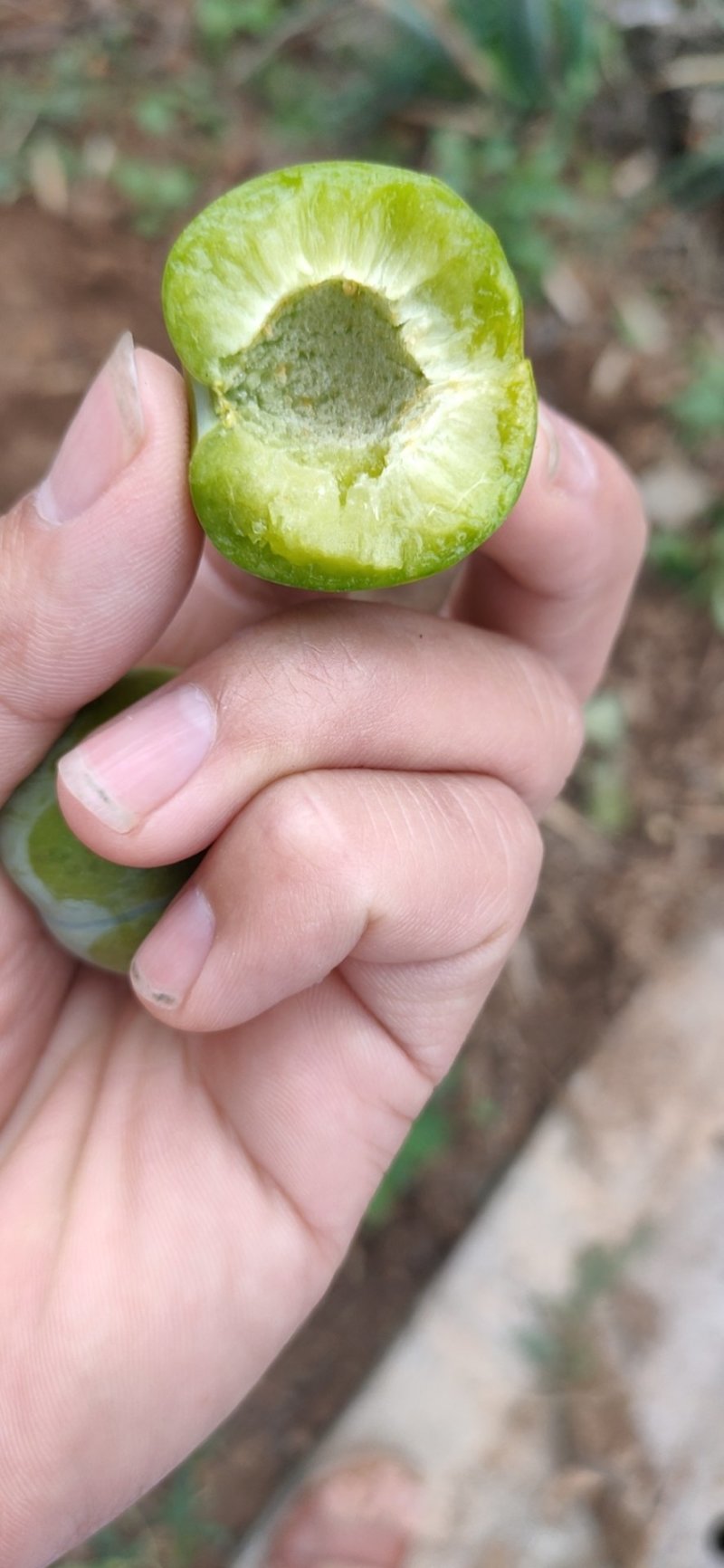 早熟青脆李子，脱骨李子，电商货