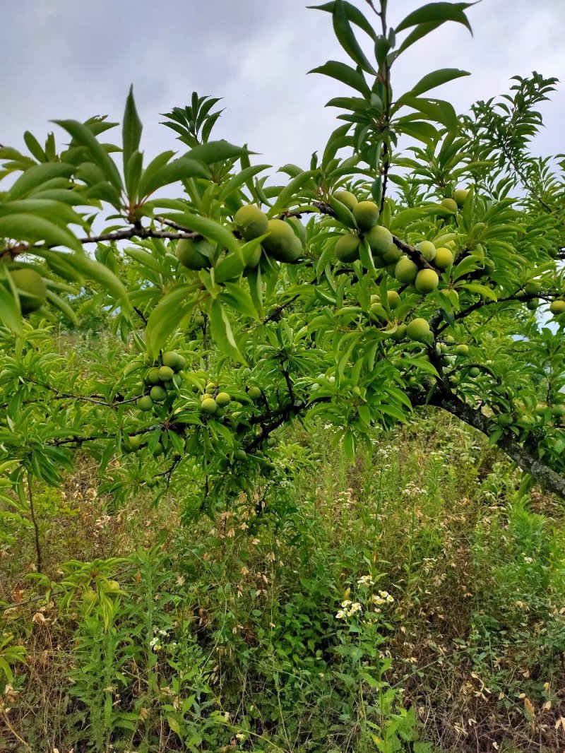 早熟青脆李子，脱骨李子，电商货