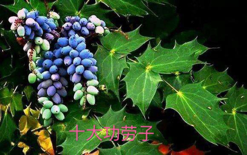 中药材冷背品种（十大功劳子）别名：土黄柏，黄天竹