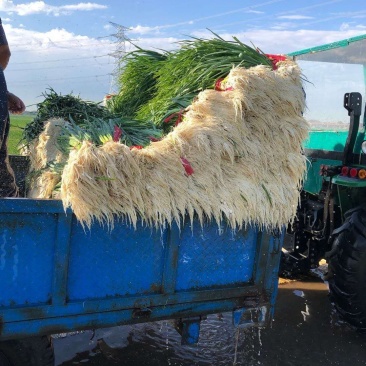 红根蒜苗