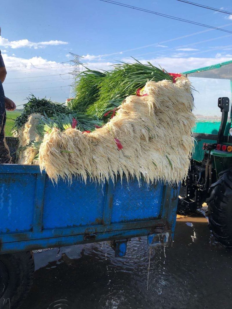 红根蒜苗