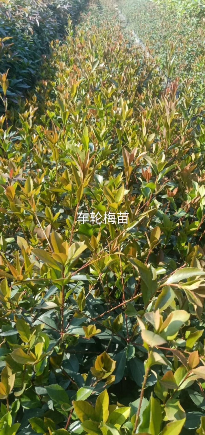 春花（车轮梅）杯苗春花树苗盆景探春花庭可视频看货