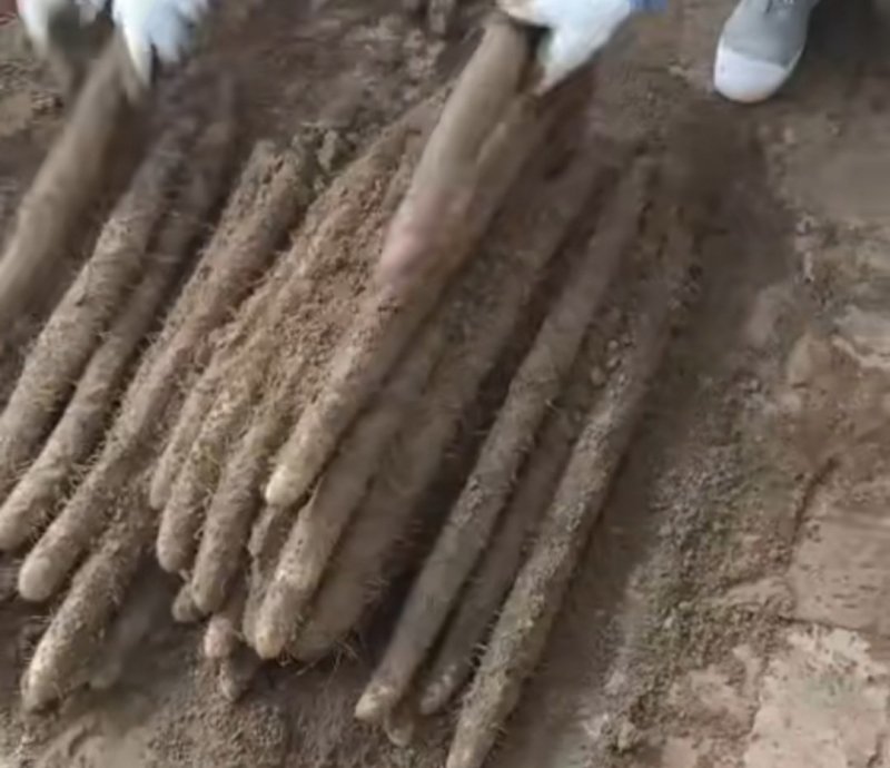 【热销】河北麻山药基地直供量大从优欢迎来电咨询