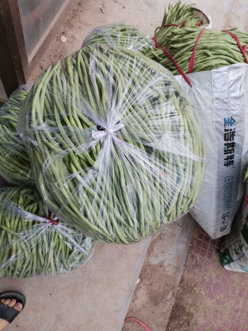 无丝豆架豆王无筋豆武山实力代收