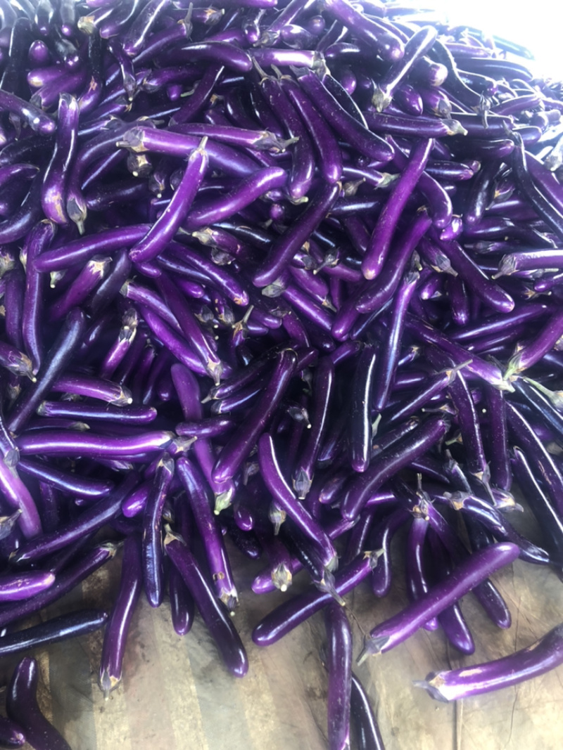 茄子