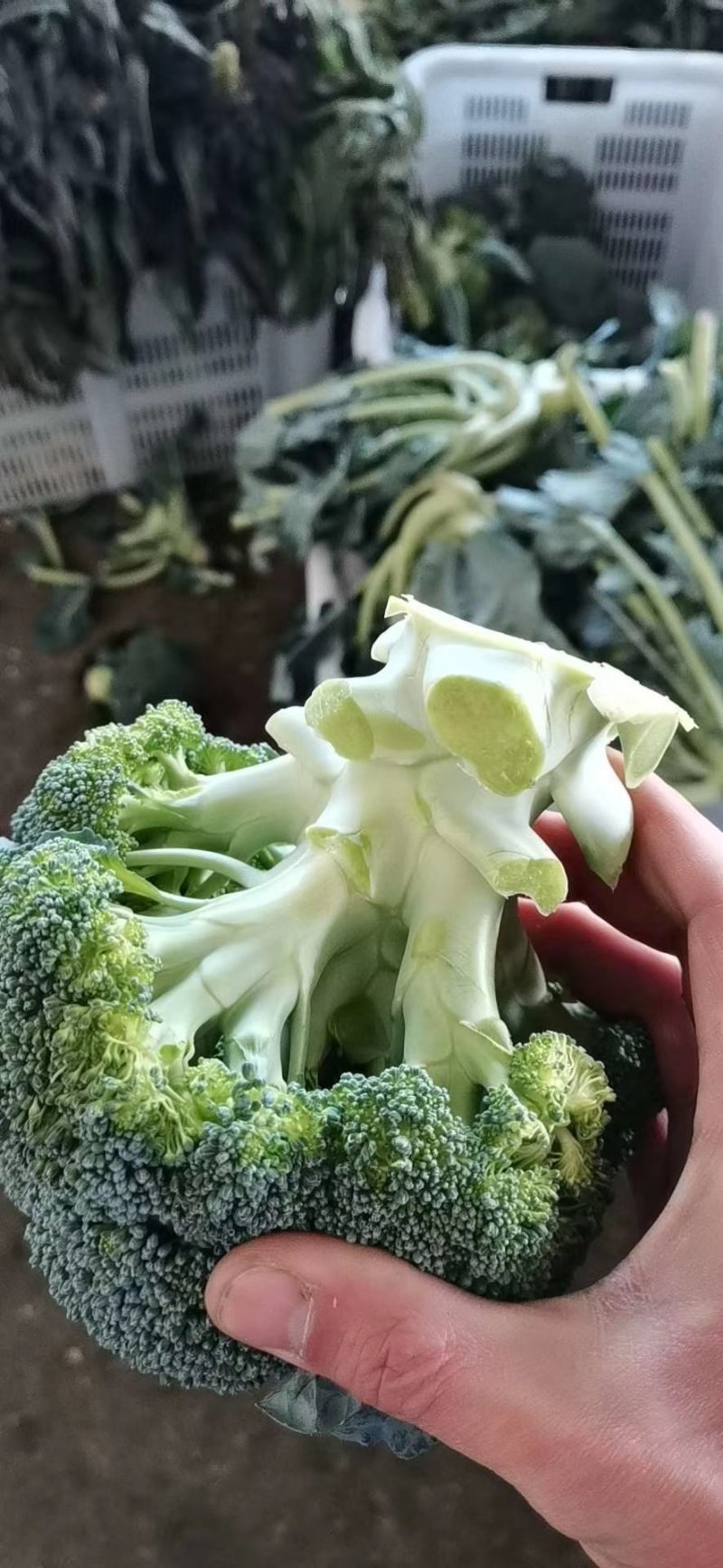 大量上市，老板可以订冷库了！