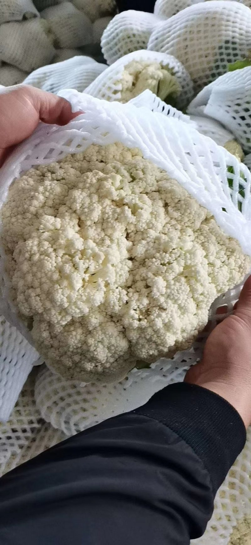 大量上市，老板可以订冷库了！