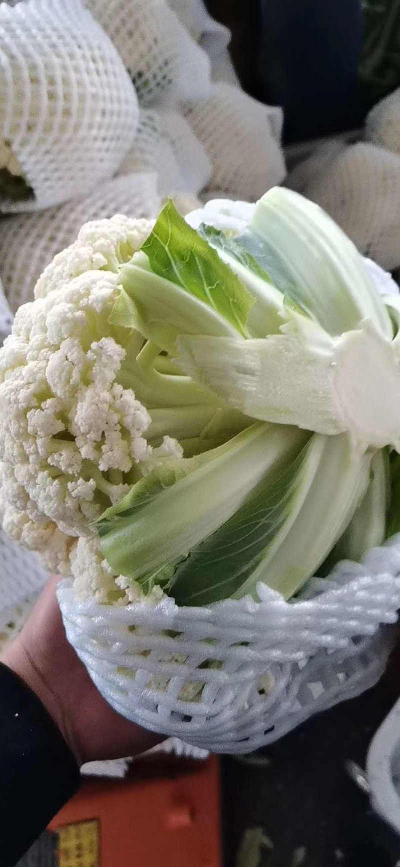 大量上市，老板可以订冷库了！
