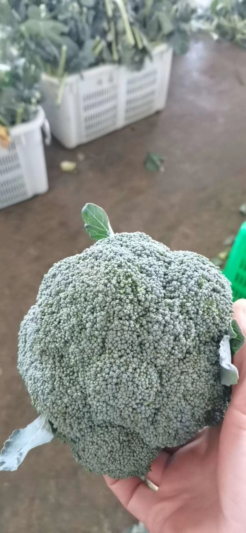 大量上市，老板可以订冷库了！