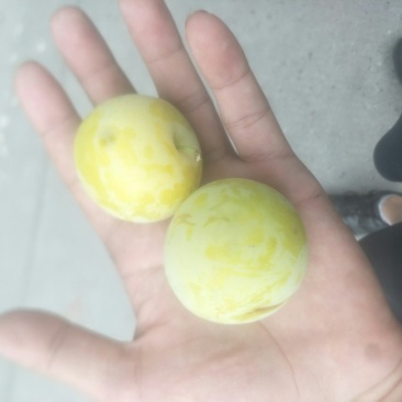 百花李