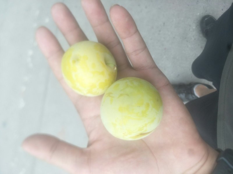 百花李