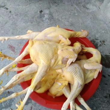 天然生态养殖深山老林的土鸡