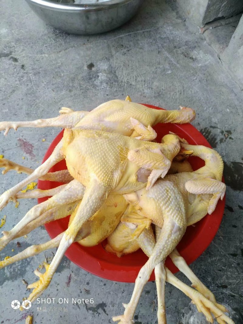 天然生态养殖深山老林的土鸡