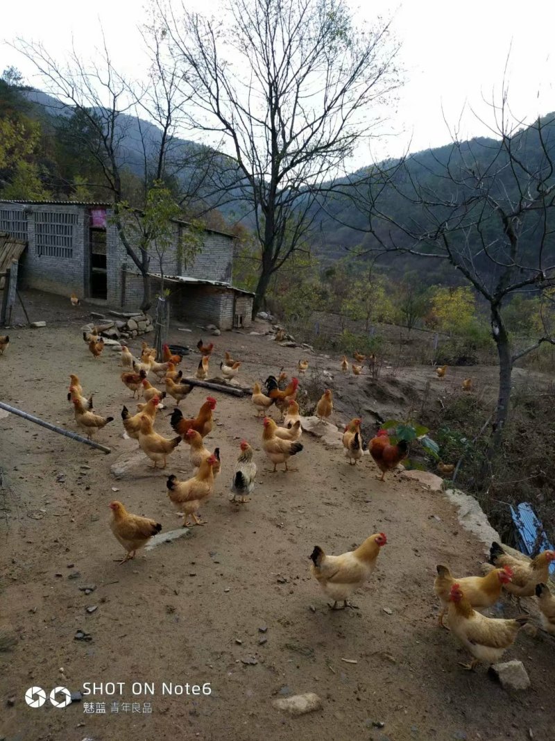 天然生态养殖深山老林的土鸡