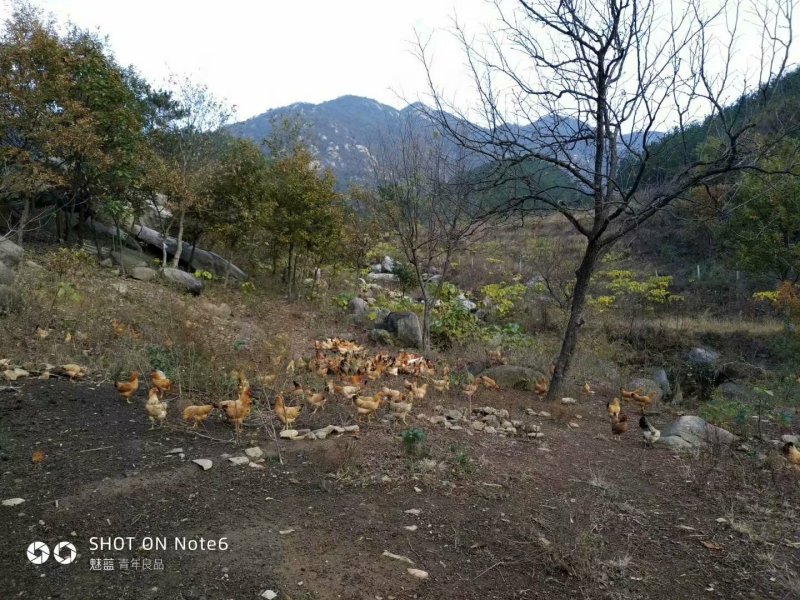 天然生态养殖深山老林的土鸡