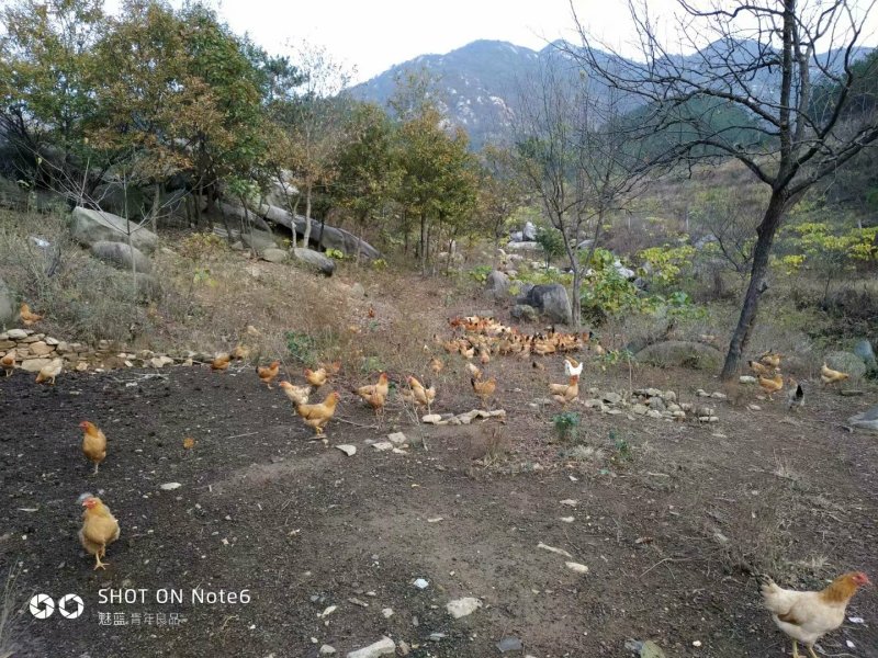 天然生态养殖深山老林的土鸡