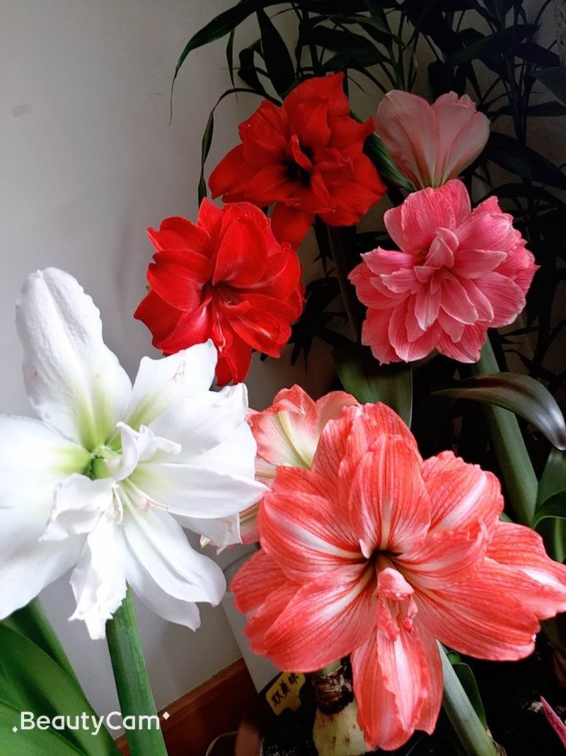 朱顶红种球进口朱顶红种球混色荷兰球根花卉南美朱顶红
