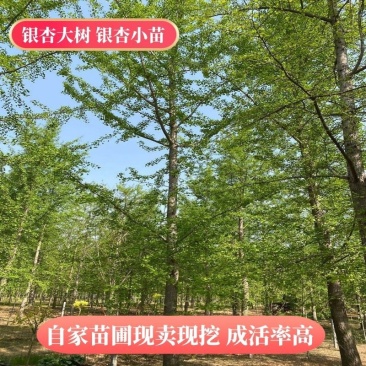 银杏树，1～40公分大量出售，质量好，价格低，基地直供