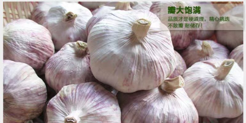 23年金乡干大蒜头金乡特产5斤箱装包邮出口品质
