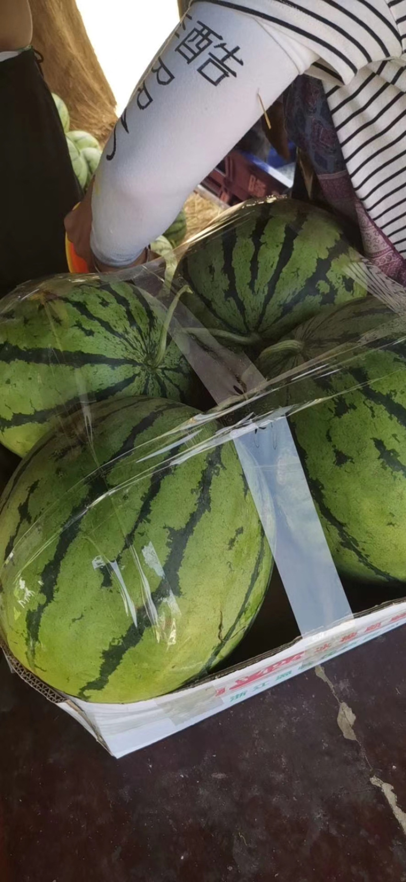 西瓜大量上市需要的老板联系
