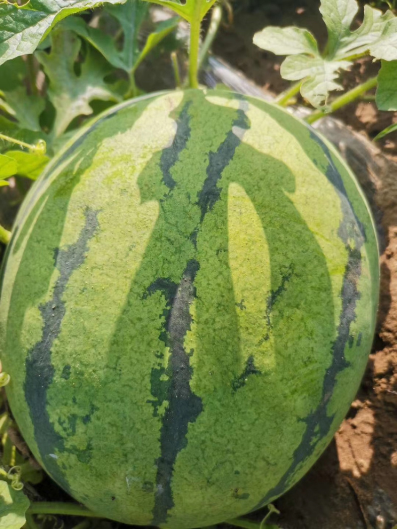 西瓜大量上市需要的老板联系