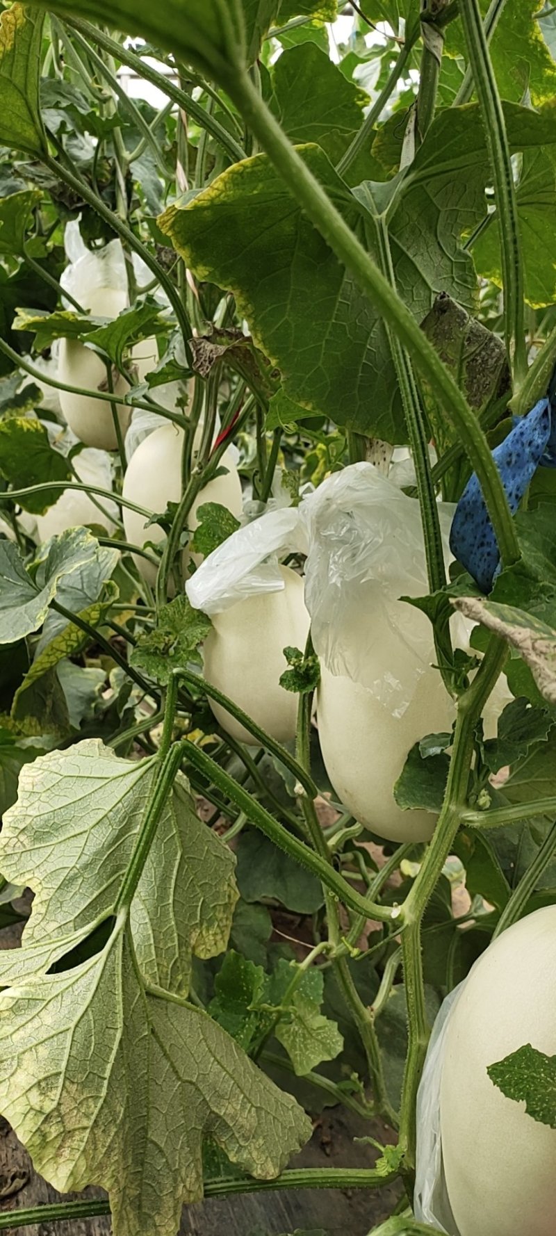 山东翠梨甜瓜白金密蜜瓜专业代收，货源充足。