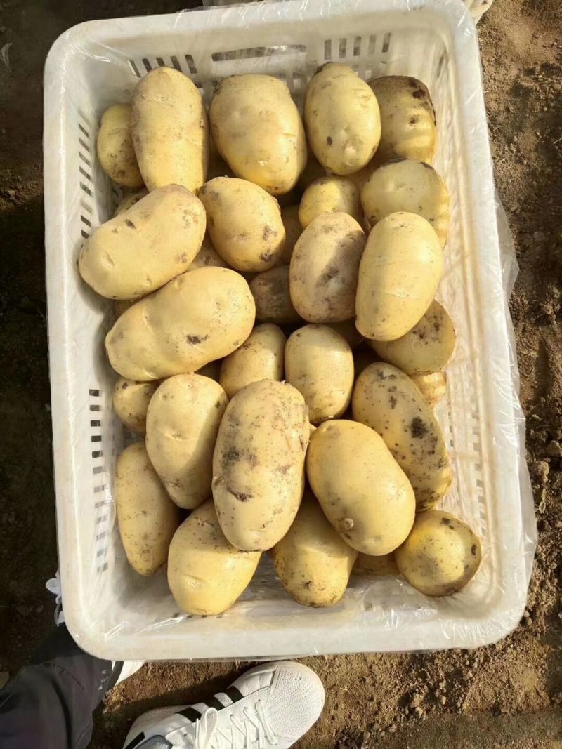荷兰十五土豆！产地大量上市！规格齐全！质量保证全国发货
