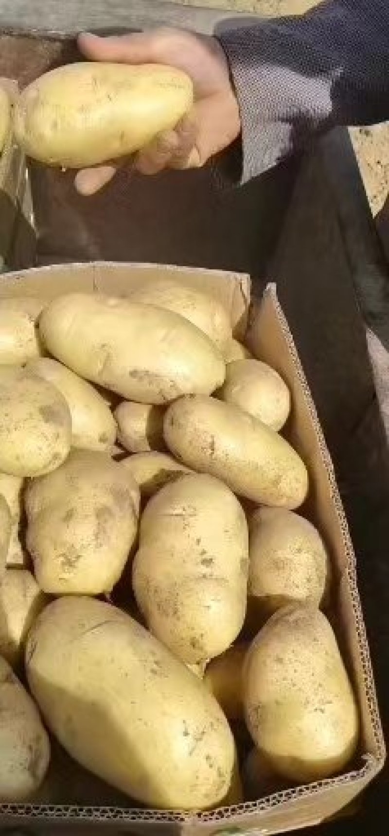 荷兰十五土豆！产地大量上市！规格齐全！质量保证全国发货