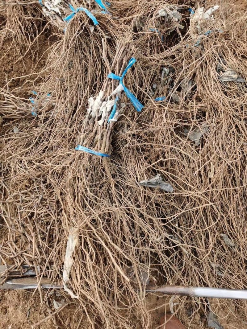 葡萄苗甜蜜蓝宝石葡萄苗保证品种正提供技术指现挖现发