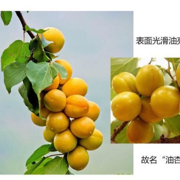 珍珠油杏新品种卖疯了