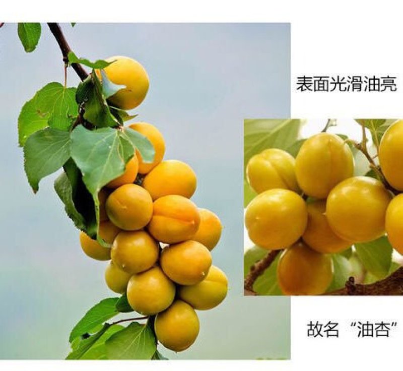 珍珠油杏新品种卖疯了
