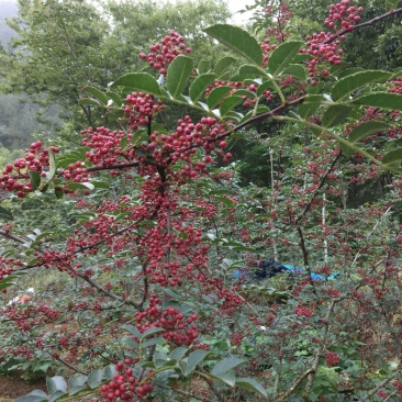 汉源花椒，又名贡椒，大量上市，有意的老板可以提前联