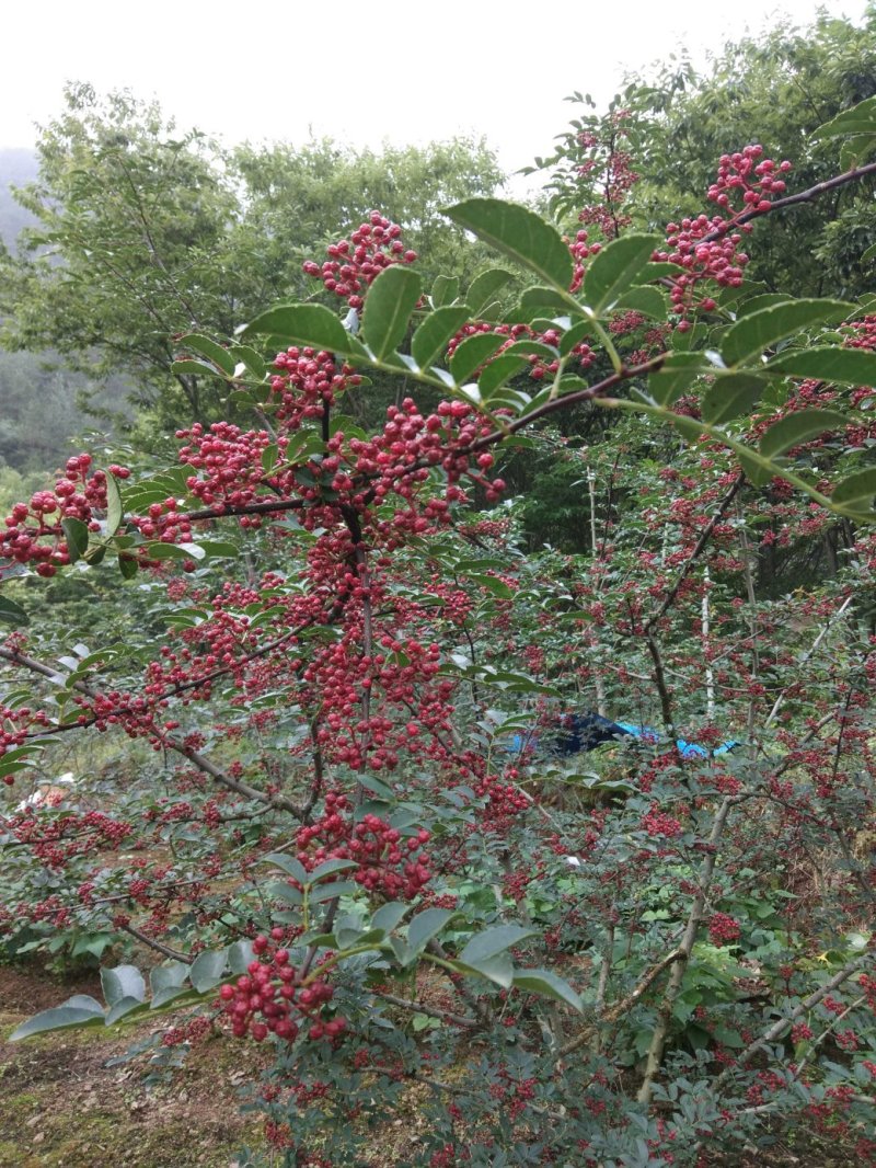汉源花椒，又名贡椒，大量上市，有意的老板可以提前联