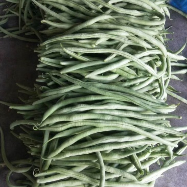山西应县绿色无公害蔬菜架豆王