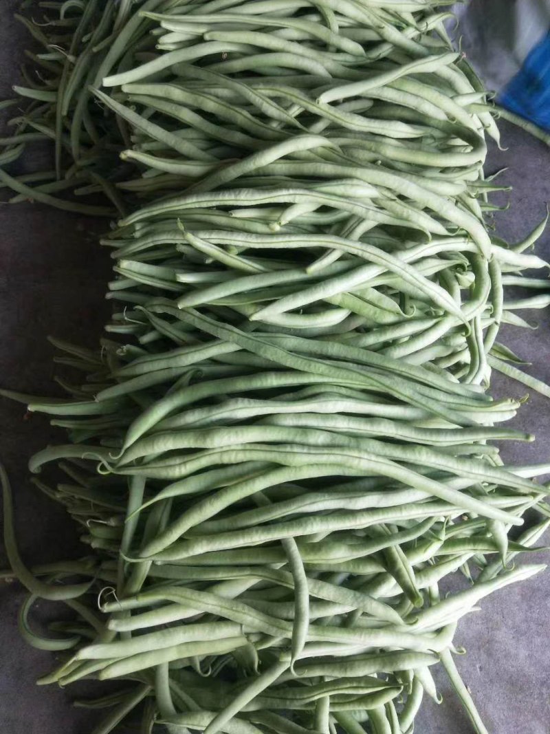 山西应县绿色无公害蔬菜架豆王