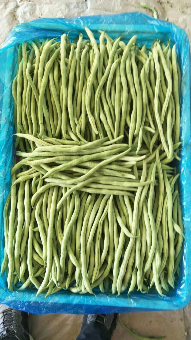 山西应县绿色无公害蔬菜架豆王
