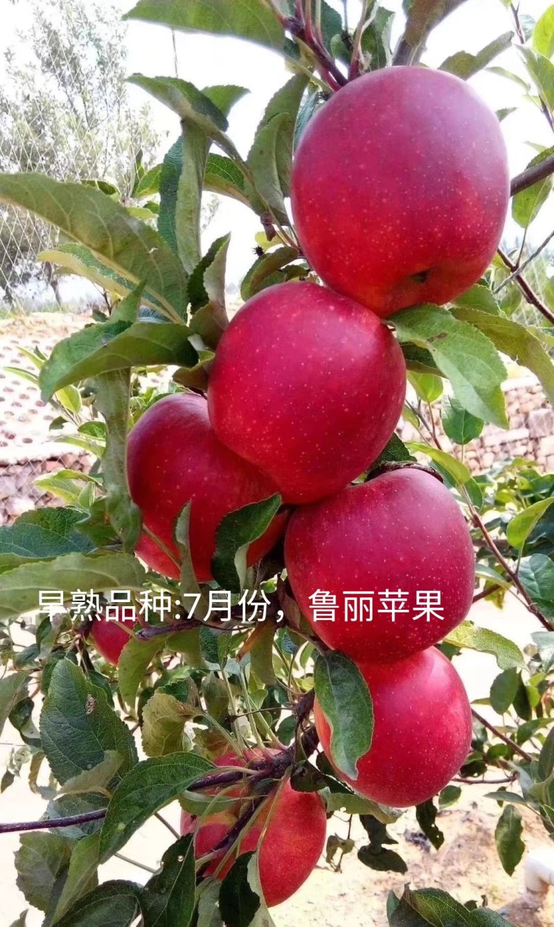 苹果苗新品种黄玫瑰，王林，蜜入，火箭果，水蜜桃苹果苗