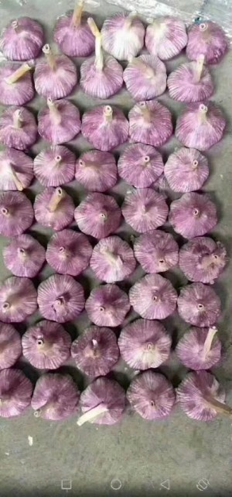 金乡诚信代办优质存太空大蒜，做工好适合发市场有需要的客户