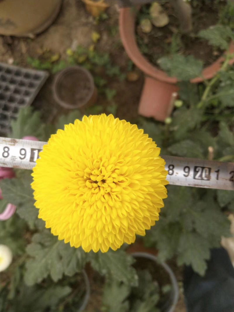 现货秒发菊花苗乒乓球菊夏菊金丝黄菊苗欢迎预定