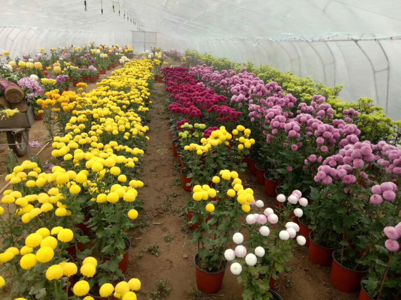 现货秒发菊花苗乒乓球菊夏菊金丝黄菊苗欢迎预定