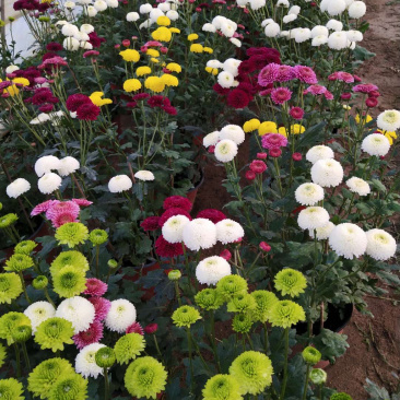 现货秒发菊花苗乒乓球菊夏菊金丝黄菊苗欢迎预定