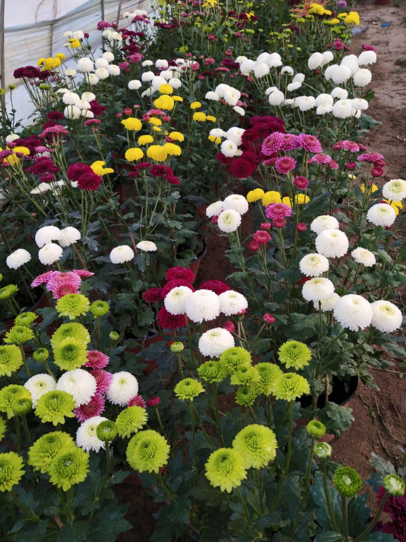 现货秒发菊花苗乒乓球菊夏菊金丝黄菊苗欢迎预定