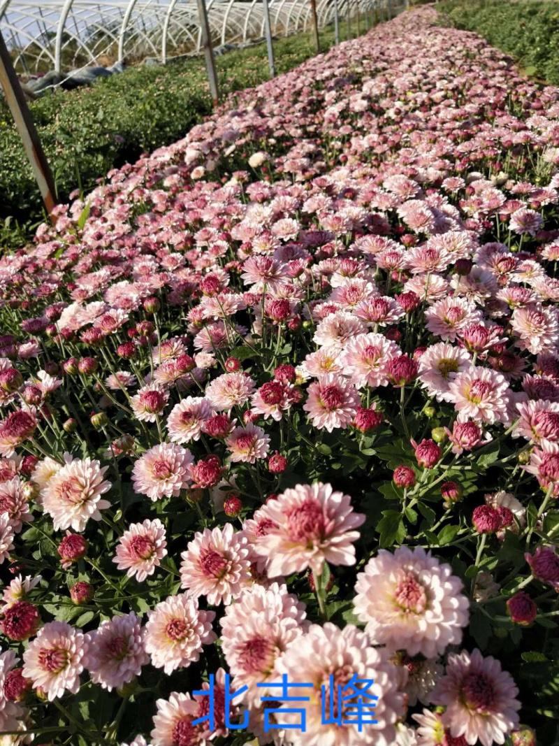 现货秒发菊花苗乒乓球菊夏菊金丝黄菊苗欢迎预定
