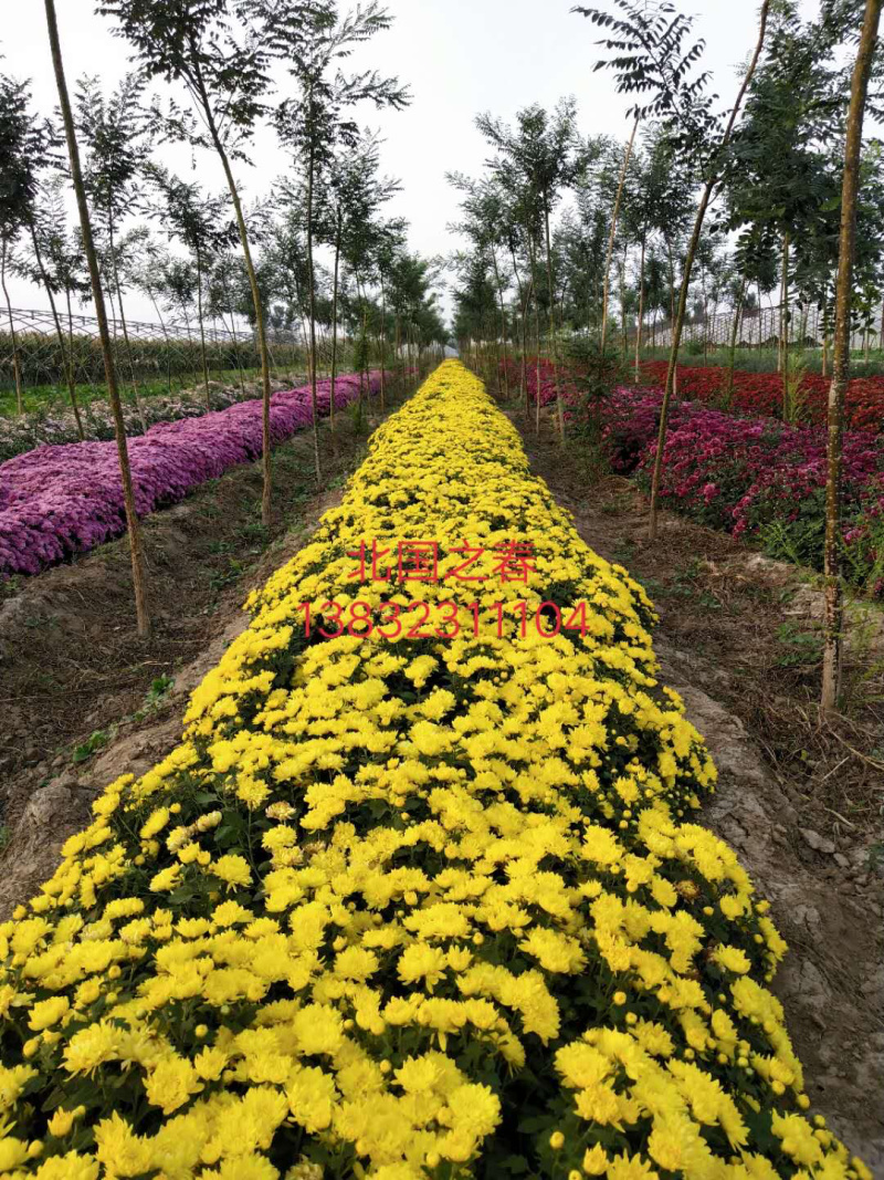 现货秒发菊花苗乒乓球菊夏菊金丝黄菊苗欢迎预定
