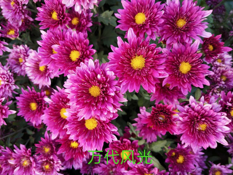 现货秒发菊花苗乒乓球菊夏菊金丝黄菊苗欢迎预定