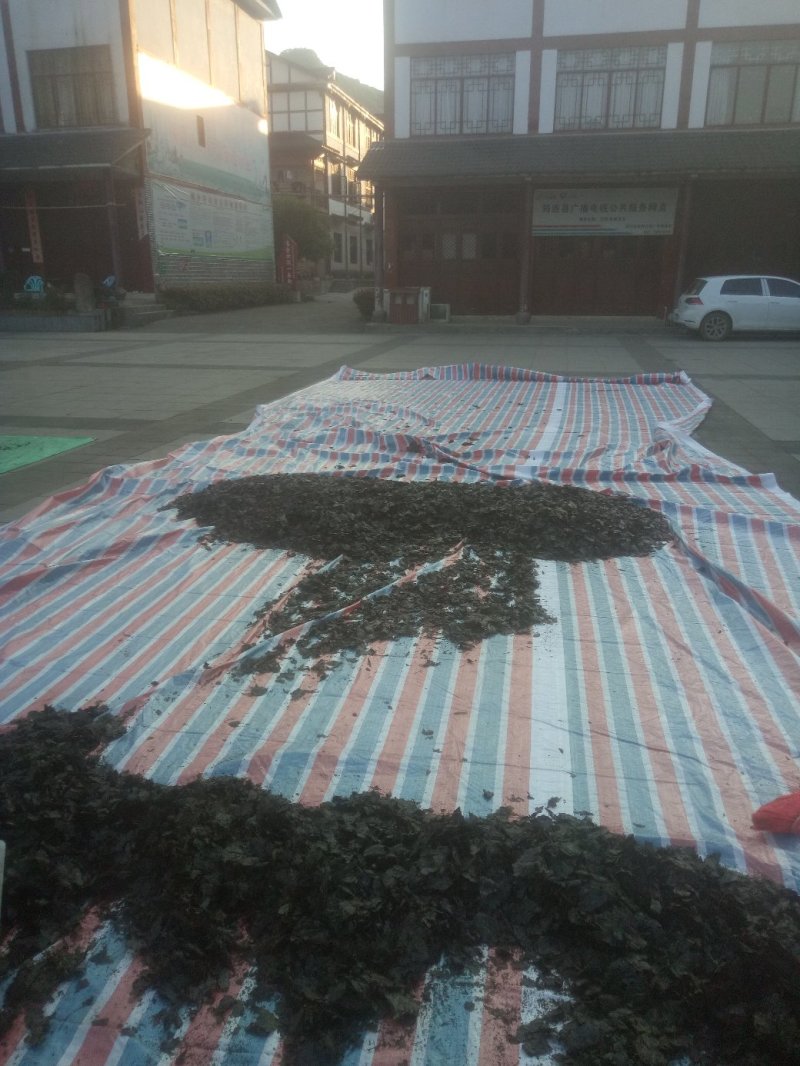 小苦丁茶老叶片，毛冬青